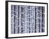 Snow-covered Trees in Forest-Jim Craigmyle-Framed Photographic Print