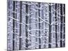 Snow-covered Trees in Forest-Jim Craigmyle-Mounted Photographic Print