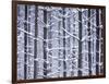 Snow-covered Trees in Forest-Jim Craigmyle-Framed Photographic Print