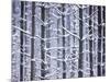 Snow-covered Trees in Forest-Jim Craigmyle-Mounted Photographic Print