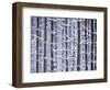 Snow-covered Trees in Forest-Jim Craigmyle-Framed Photographic Print