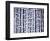 Snow-covered Trees in Forest-Jim Craigmyle-Framed Photographic Print