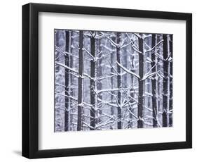 Snow-covered Trees in Forest-Jim Craigmyle-Framed Photographic Print