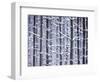 Snow-covered Trees in Forest-Jim Craigmyle-Framed Photographic Print