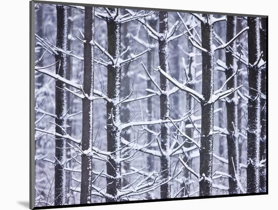 Snow-covered Trees in Forest-Jim Craigmyle-Mounted Photographic Print