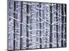 Snow-covered Trees in Forest-Jim Craigmyle-Mounted Photographic Print
