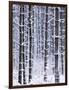 Snow-covered Trees in Forest-Jim Craigmyle-Framed Photographic Print