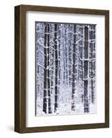 Snow-covered Trees in Forest-Jim Craigmyle-Framed Photographic Print