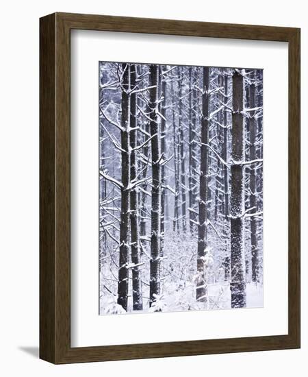 Snow-covered Trees in Forest-Jim Craigmyle-Framed Photographic Print