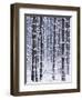 Snow-covered Trees in Forest-Jim Craigmyle-Framed Photographic Print