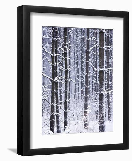 Snow-covered Trees in Forest-Jim Craigmyle-Framed Photographic Print