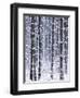 Snow-covered Trees in Forest-Jim Craigmyle-Framed Photographic Print