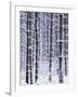Snow-covered Trees in Forest-Jim Craigmyle-Framed Photographic Print