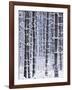 Snow-covered Trees in Forest-Jim Craigmyle-Framed Photographic Print