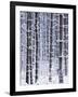 Snow-covered Trees in Forest-Jim Craigmyle-Framed Photographic Print