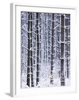 Snow-covered Trees in Forest-Jim Craigmyle-Framed Photographic Print