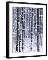 Snow-covered Trees in Forest-Jim Craigmyle-Framed Photographic Print