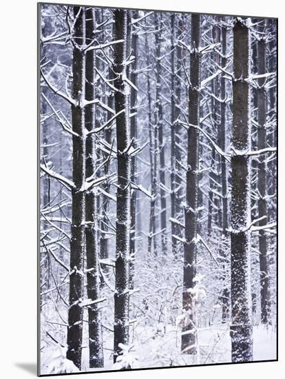 Snow-covered Trees in Forest-Jim Craigmyle-Mounted Photographic Print