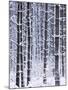 Snow-covered Trees in Forest-Jim Craigmyle-Mounted Photographic Print
