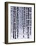 Snow-covered Trees in Forest-Jim Craigmyle-Framed Photographic Print