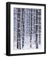 Snow-covered Trees in Forest-Jim Craigmyle-Framed Photographic Print