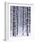 Snow-covered Trees in Forest-Jim Craigmyle-Framed Photographic Print