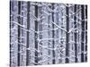 Snow-covered Trees in Forest-Jim Craigmyle-Stretched Canvas