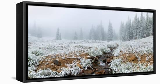 Snow covered trees in Hidden Valley along, Trail Ridge Road, Estes Park, Rocky Mountain National...-null-Framed Stretched Canvas