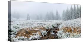 Snow covered trees in Hidden Valley along, Trail Ridge Road, Estes Park, Rocky Mountain National...-null-Stretched Canvas
