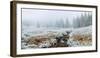 Snow covered trees in Hidden Valley along, Trail Ridge Road, Estes Park, Rocky Mountain National...-null-Framed Photographic Print