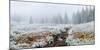 Snow covered trees in Hidden Valley along, Trail Ridge Road, Estes Park, Rocky Mountain National...-null-Mounted Photographic Print