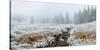 Snow covered trees in Hidden Valley along, Trail Ridge Road, Estes Park, Rocky Mountain National...-null-Stretched Canvas