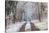 Snow Covered Trees in the Loire Valley Area, Loir-Et-Cher, Centre, France, Europe-Julian Elliott-Stretched Canvas