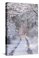 Snow Covered Trees in the Loire Valley Area, Loir-Et-Cher, Centre, France, Europe-Julian Elliott-Stretched Canvas