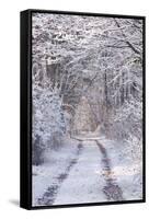 Snow Covered Trees in the Loire Valley Area, Loir-Et-Cher, Centre, France, Europe-Julian Elliott-Framed Stretched Canvas