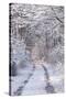 Snow Covered Trees in the Loire Valley Area, Loir-Et-Cher, Centre, France, Europe-Julian Elliott-Stretched Canvas