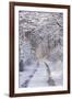 Snow Covered Trees in the Loire Valley Area, Loir-Et-Cher, Centre, France, Europe-Julian Elliott-Framed Photographic Print