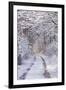 Snow Covered Trees in the Loire Valley Area, Loir-Et-Cher, Centre, France, Europe-Julian Elliott-Framed Photographic Print