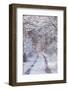 Snow Covered Trees in the Loire Valley Area, Loir-Et-Cher, Centre, France, Europe-Julian Elliott-Framed Photographic Print