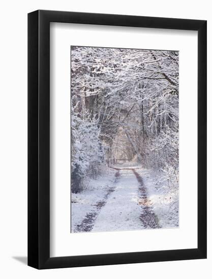 Snow Covered Trees in the Loire Valley Area, Loir-Et-Cher, Centre, France, Europe-Julian Elliott-Framed Photographic Print