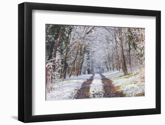 Snow Covered Trees in the Loire Valley Area, Loir-Et-Cher, Centre, France, Europe-Julian Elliott-Framed Photographic Print