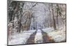 Snow Covered Trees in the Loire Valley Area, Loir-Et-Cher, Centre, France, Europe-Julian Elliott-Mounted Photographic Print