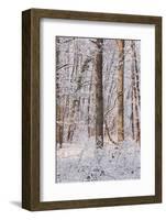 Snow Covered Trees in the Loire Valley Area, Loir-Et-Cher, Centre, France, Europe-Julian Elliott-Framed Photographic Print