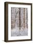 Snow Covered Trees in the Loire Valley Area, Loir-Et-Cher, Centre, France, Europe-Julian Elliott-Framed Photographic Print