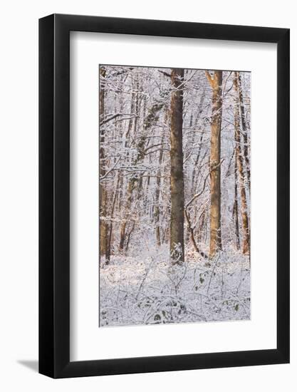 Snow Covered Trees in the Loire Valley Area, Loir-Et-Cher, Centre, France, Europe-Julian Elliott-Framed Photographic Print