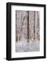 Snow Covered Trees in the Loire Valley Area, Loir-Et-Cher, Centre, France, Europe-Julian Elliott-Framed Photographic Print