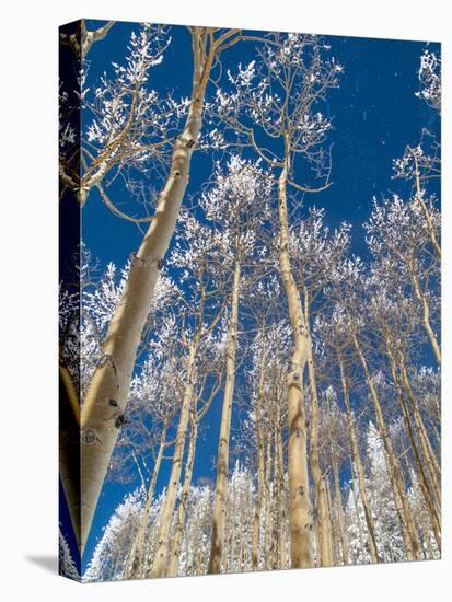 Snow Covered Trees in the Wintery Rocky Mountains, Colorado-Howard Newcomb-Stretched Canvas