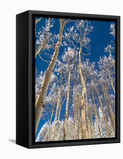 Snow Covered Trees in the Wintery Rocky Mountains, Colorado-Howard Newcomb-Framed Stretched Canvas