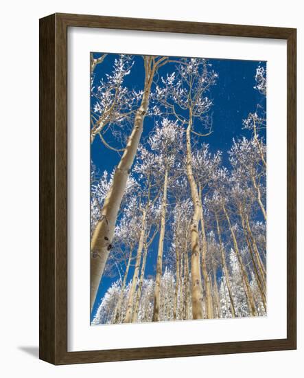 Snow Covered Trees in the Wintery Rocky Mountains, Colorado-Howard Newcomb-Framed Photographic Print