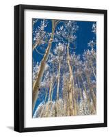 Snow Covered Trees in the Wintery Rocky Mountains, Colorado-Howard Newcomb-Framed Photographic Print